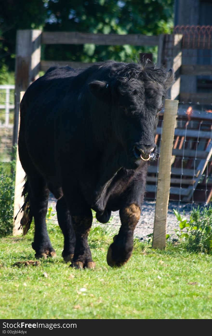 British black bull with ring through nose