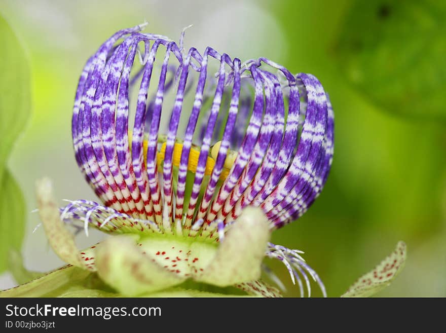 Passiflora retipitala