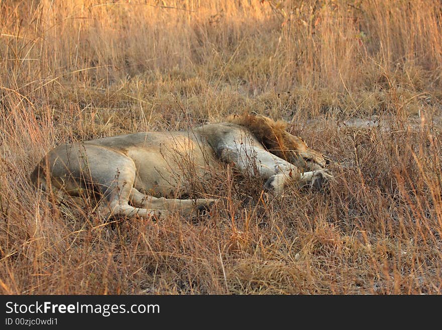 Lion In Sabi Sands