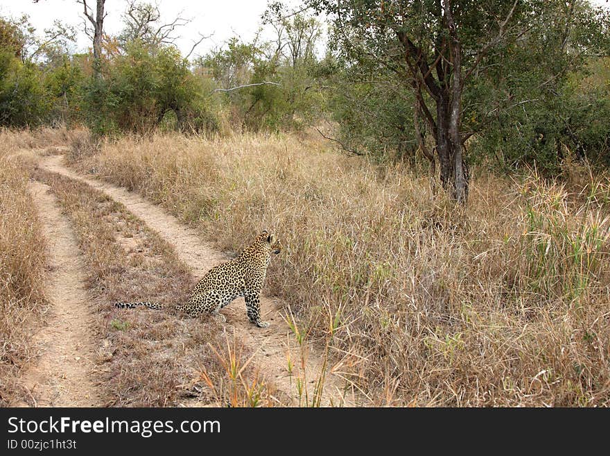 Leopard in the Sabi Sands