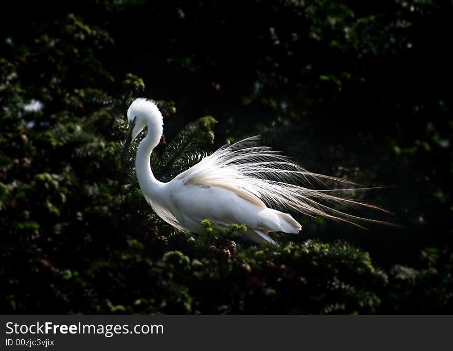 Egret