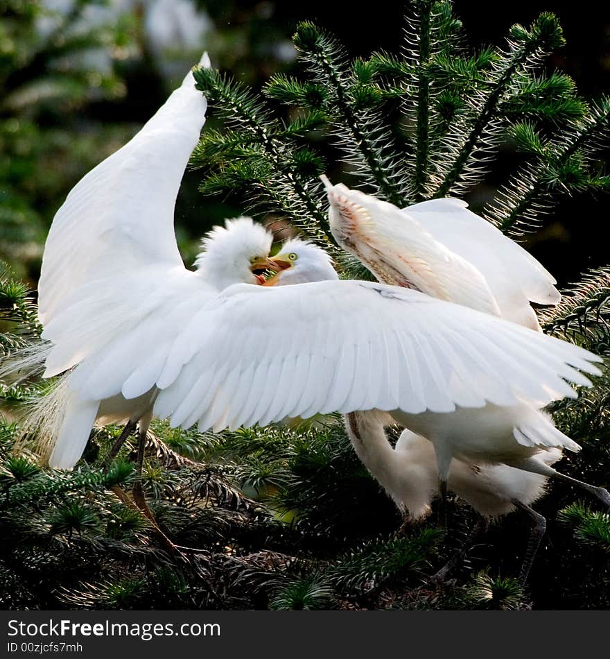 Two egrets is funning together