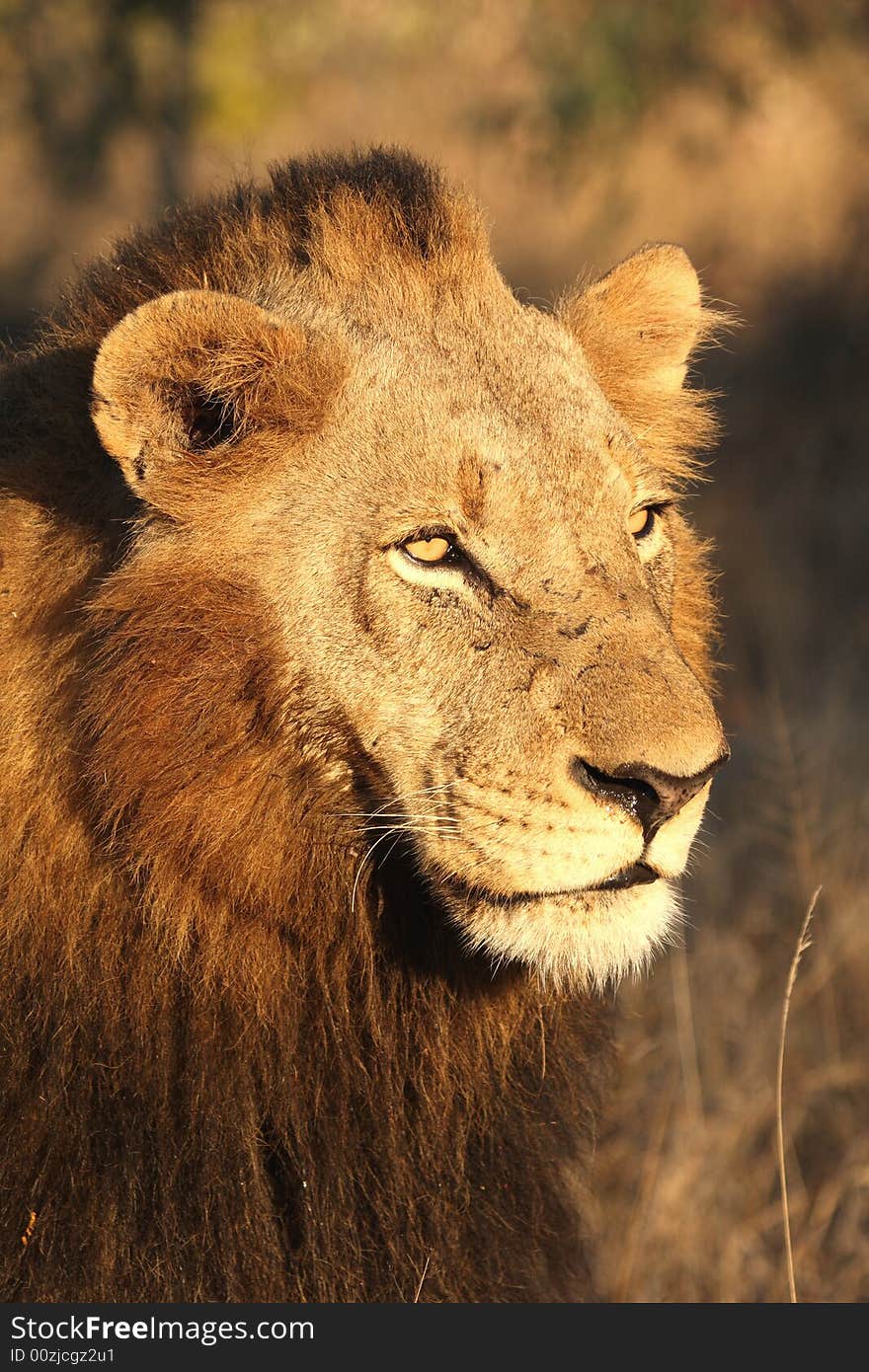 Lion in Sabi Sands