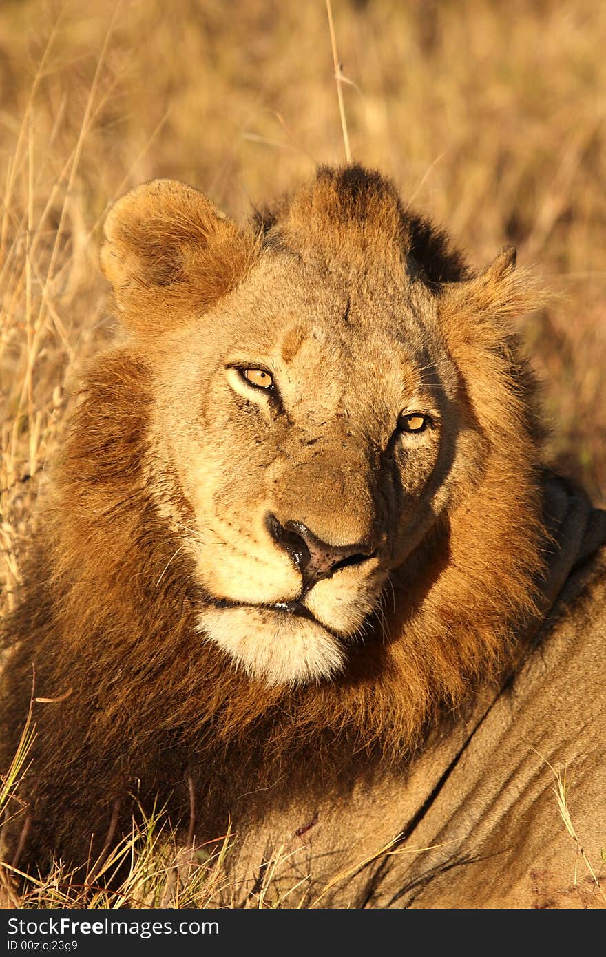 Lion in Sabi Sands