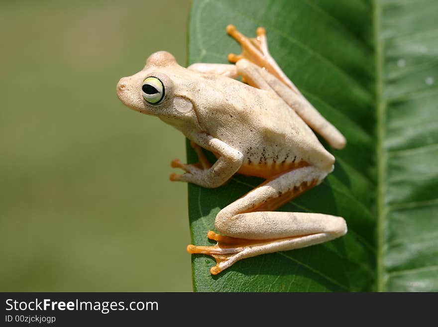 A frog resting on a leave. In Falcon, Venezuela. A frog resting on a leave. In Falcon, Venezuela.