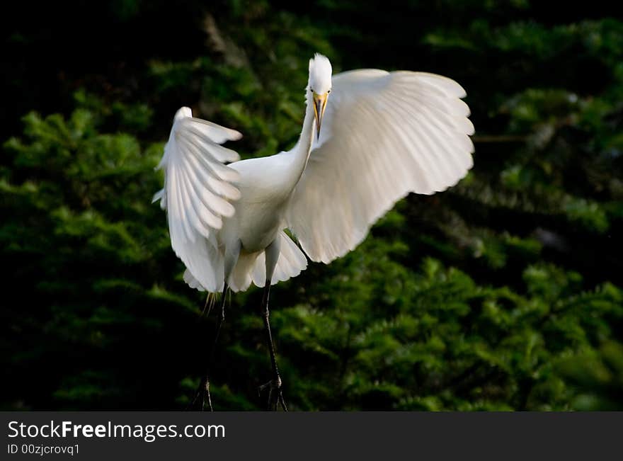 The egret is flying beautiful