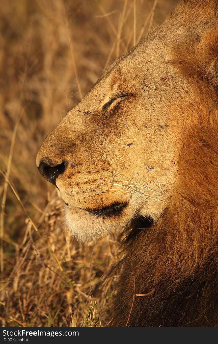 Lion in Sabi Sands Reserve, South Africa