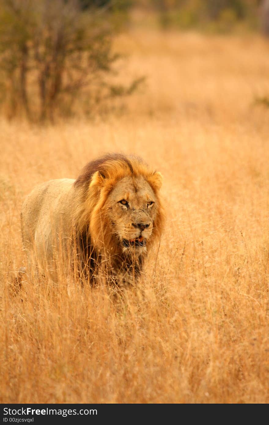 Lion in Sabi Sands Reserve, South Africa