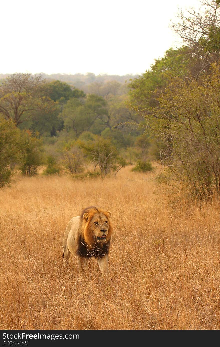 Lion in Sabi Sands Reserve, South Africa