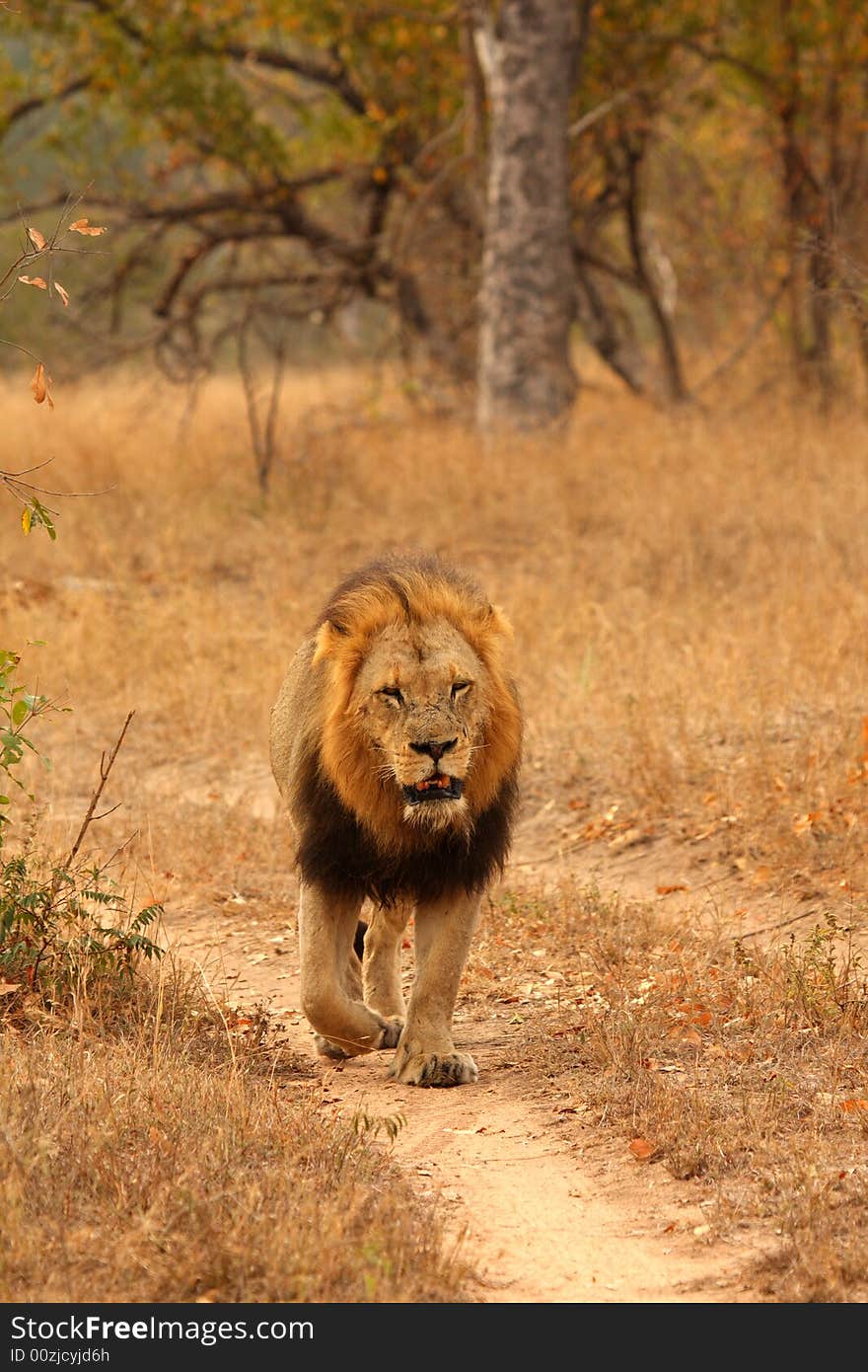 Lion in Sabi Sands Reserve, South Africa