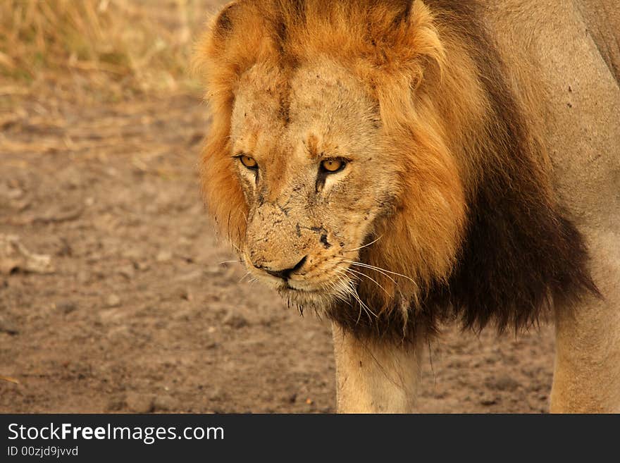 Lion in Sabi Sands Reserve, South Africa