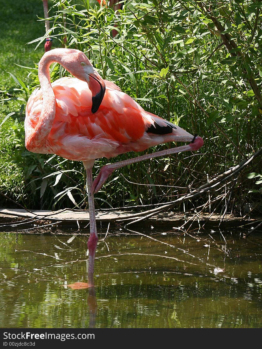 Pink flamingo grooming under the hot sun