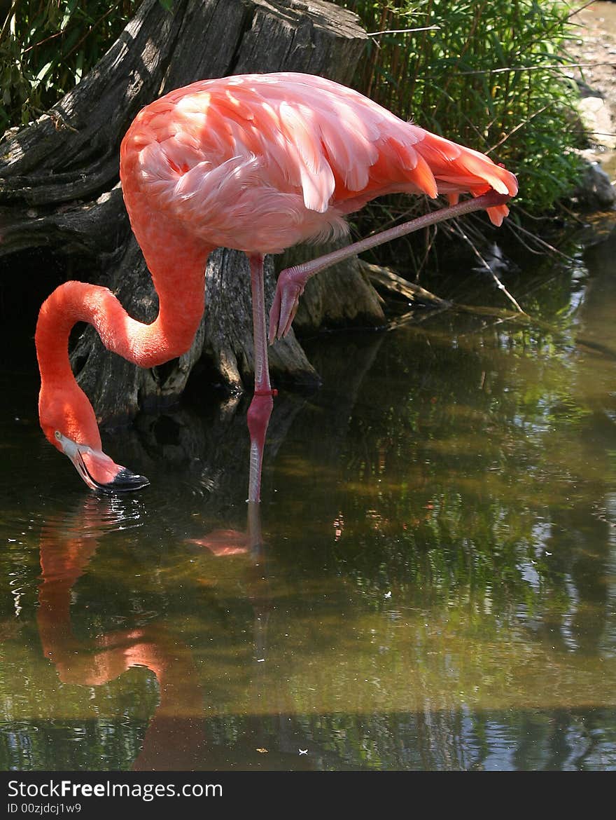 Flamingo