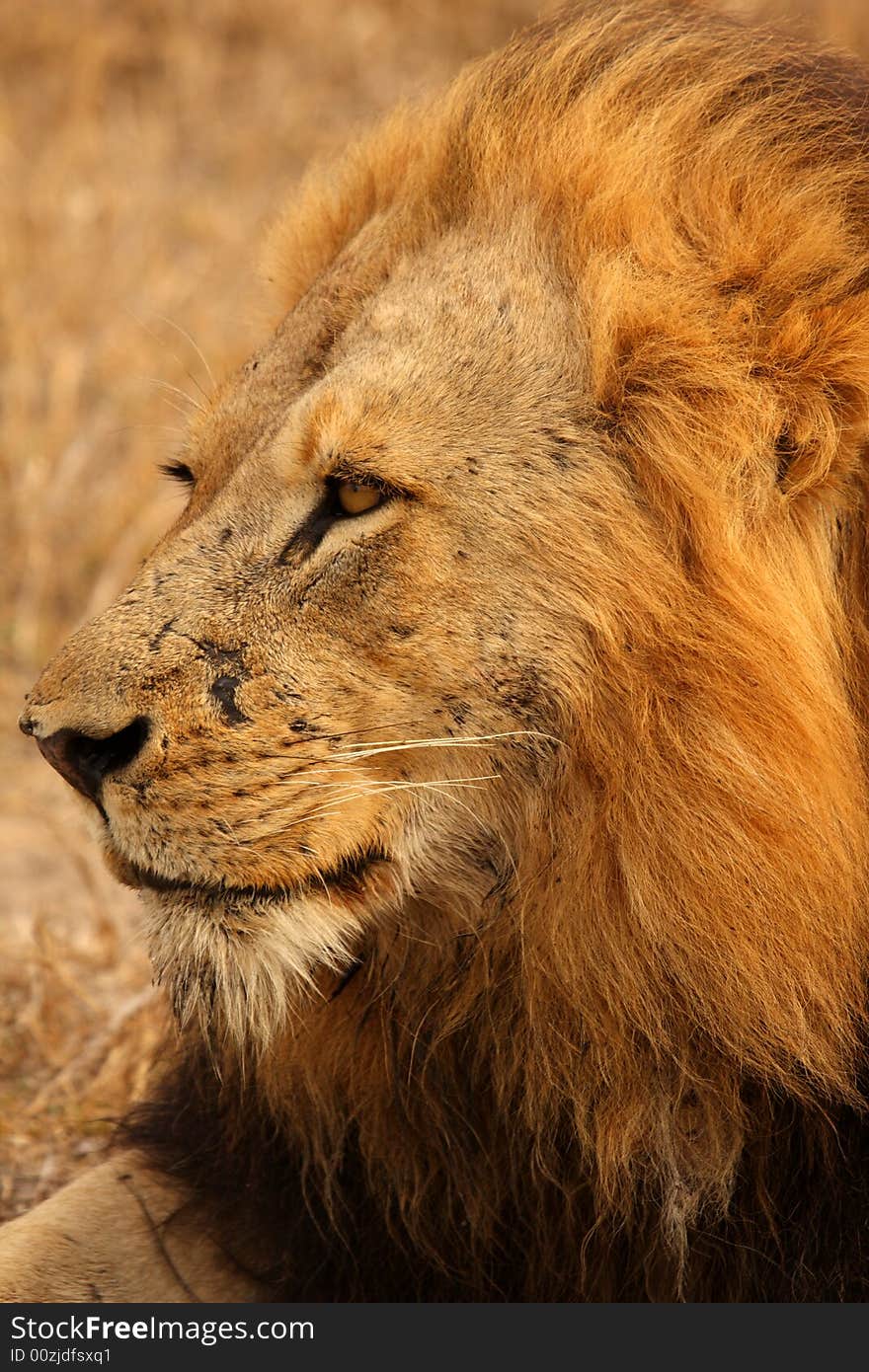 Lion in Sabi Sands Reserve, South Africa