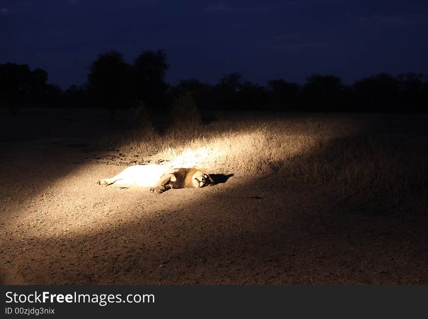 Lion in Sabi Sands Reserve, South Africa