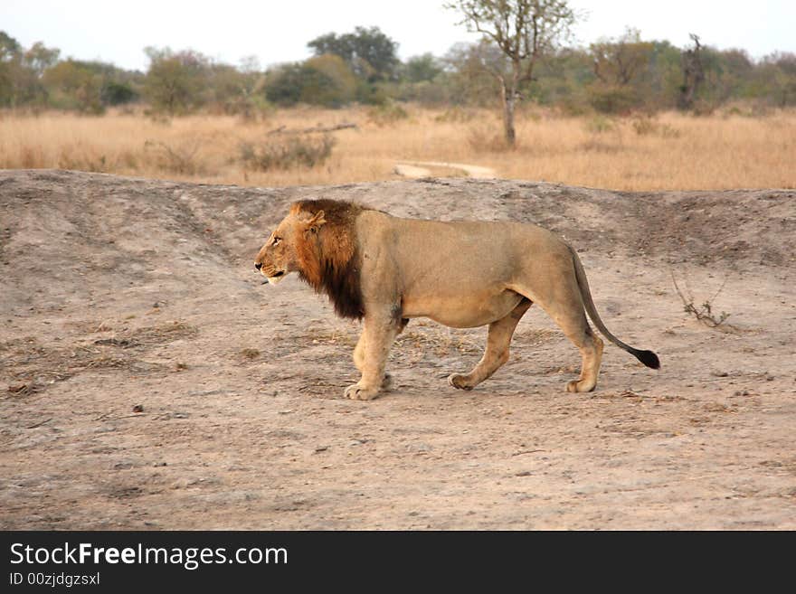 Lion in Sabi Sands