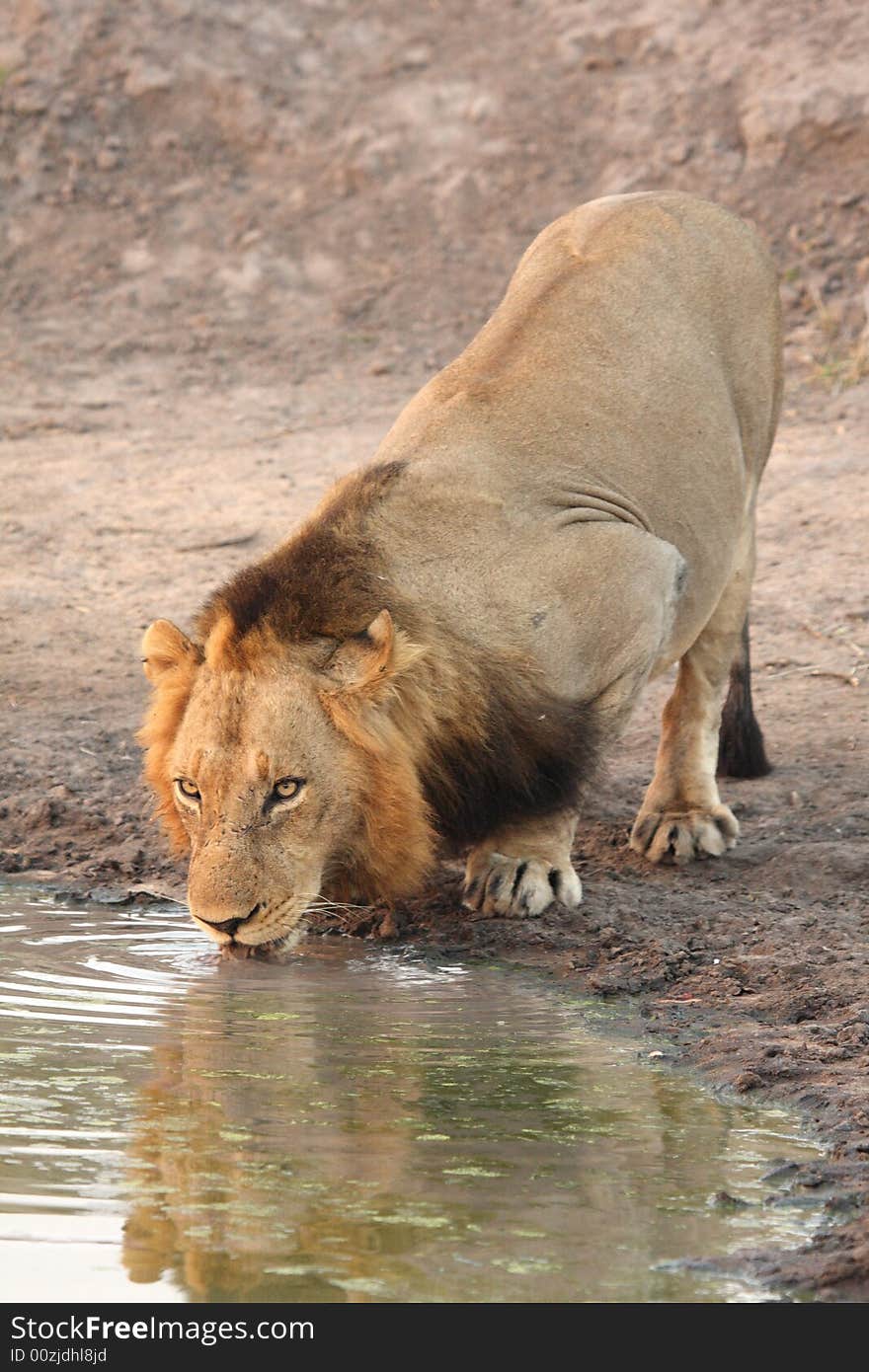 Lion In Sabi Sands