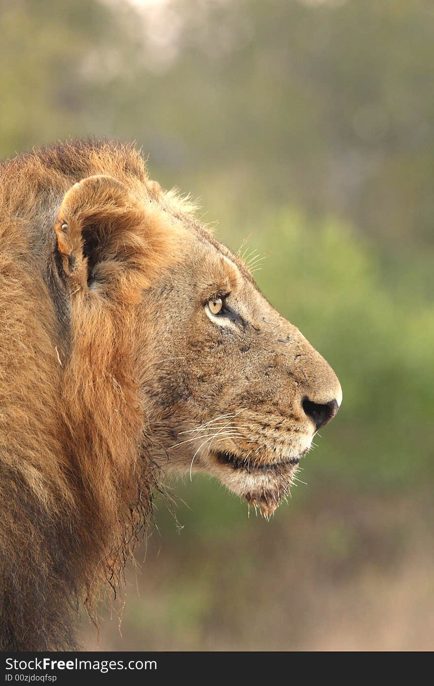 Lion in Sabi Sands