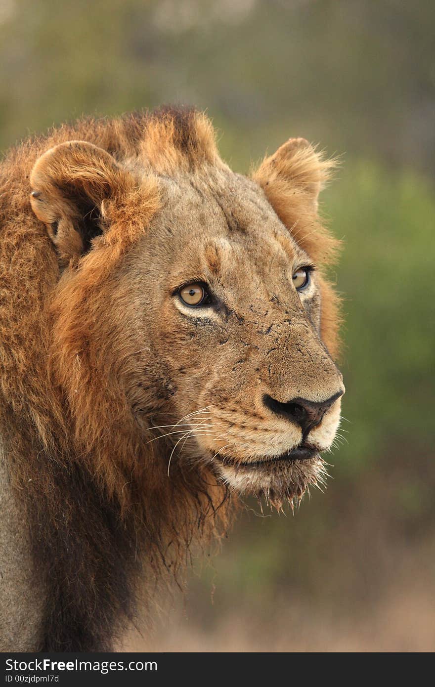 Lion in Sabi Sands Reserve, South Africa