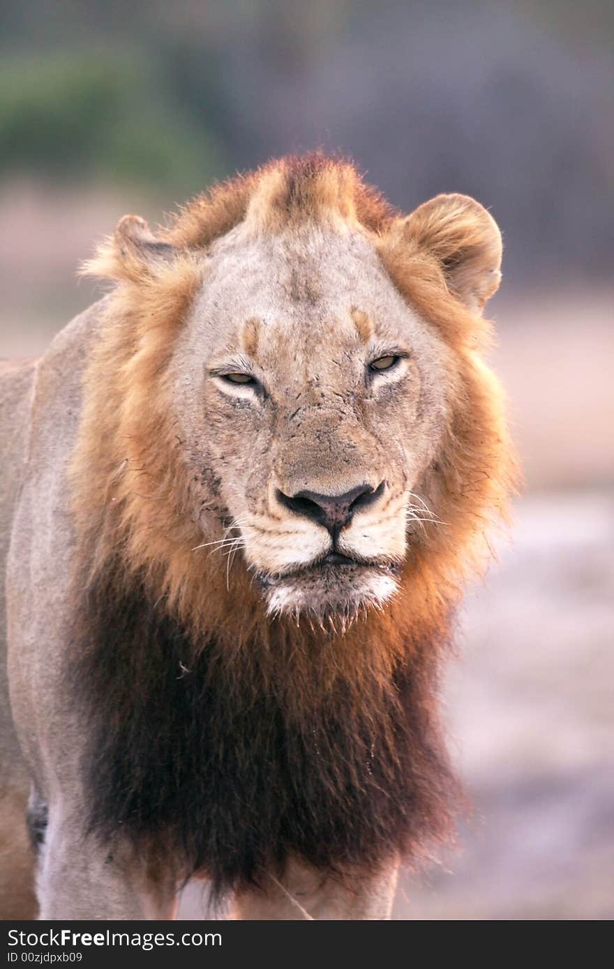 Lion in Sabi Sands Reserve, South Africa