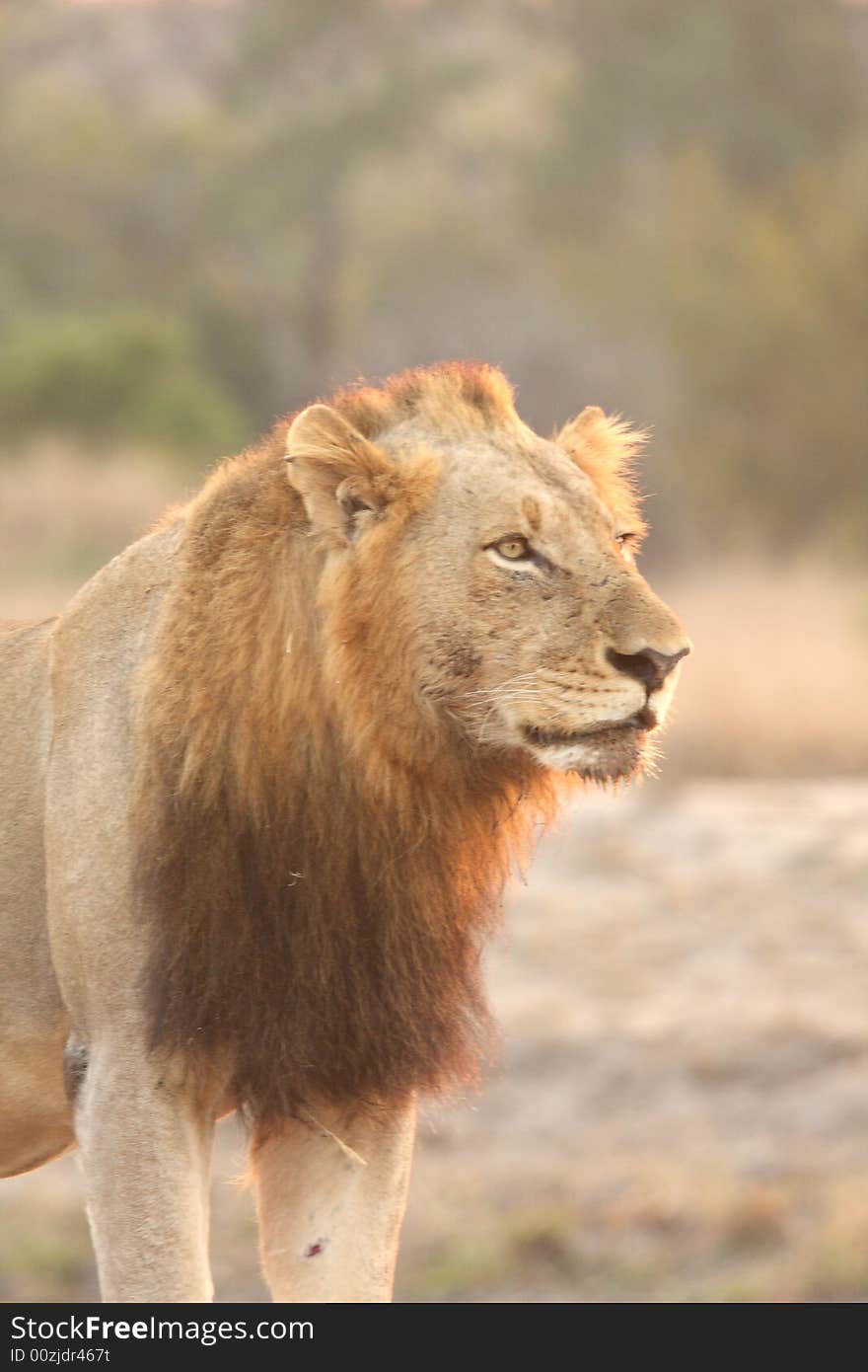 Lion in Sabi Sands Reserve, South Africa