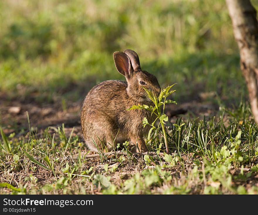 Image of  rabbit in the wild. Image of  rabbit in the wild