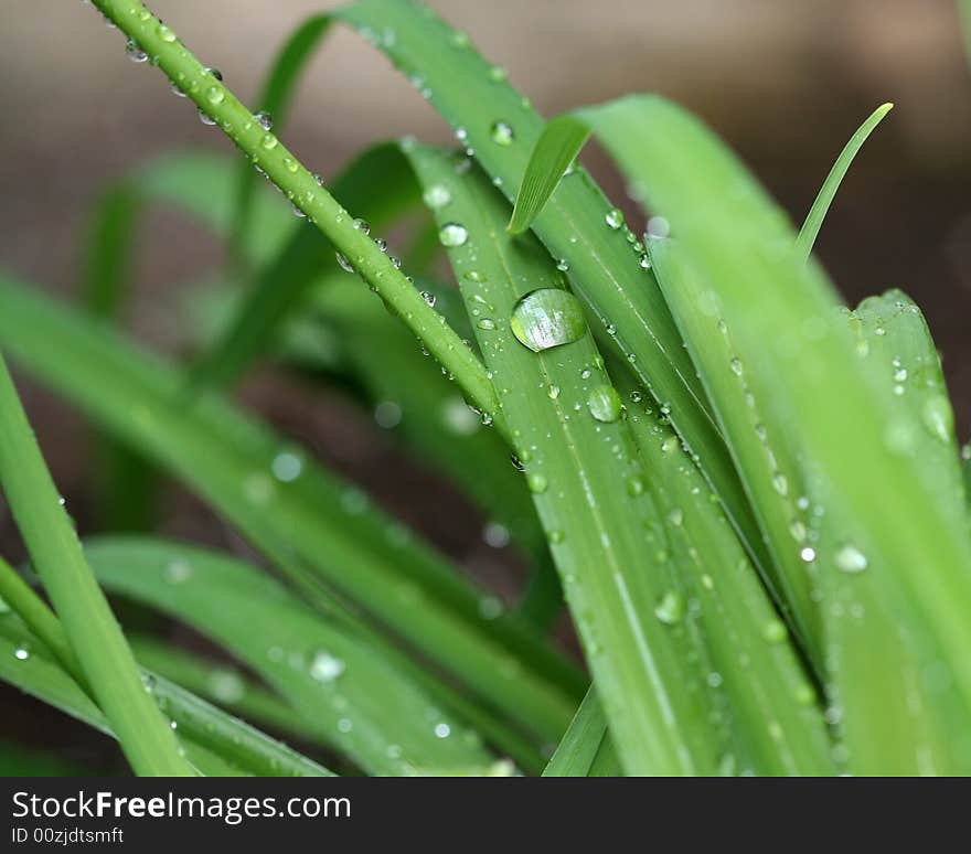 Water droplets on leaves after rain showers. Water droplets on leaves after rain showers