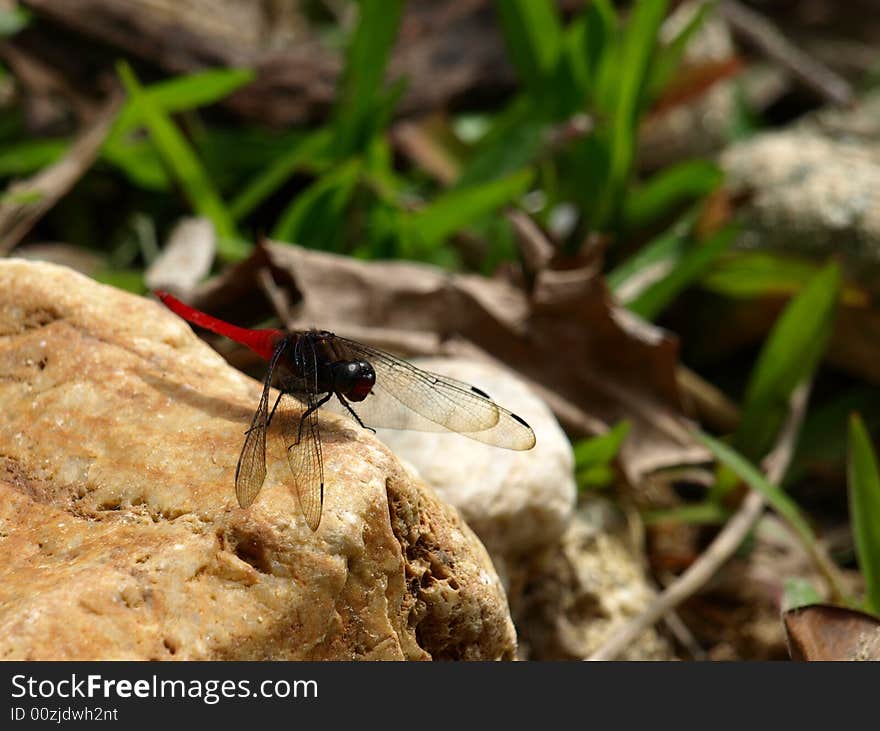 Red Dragonfly