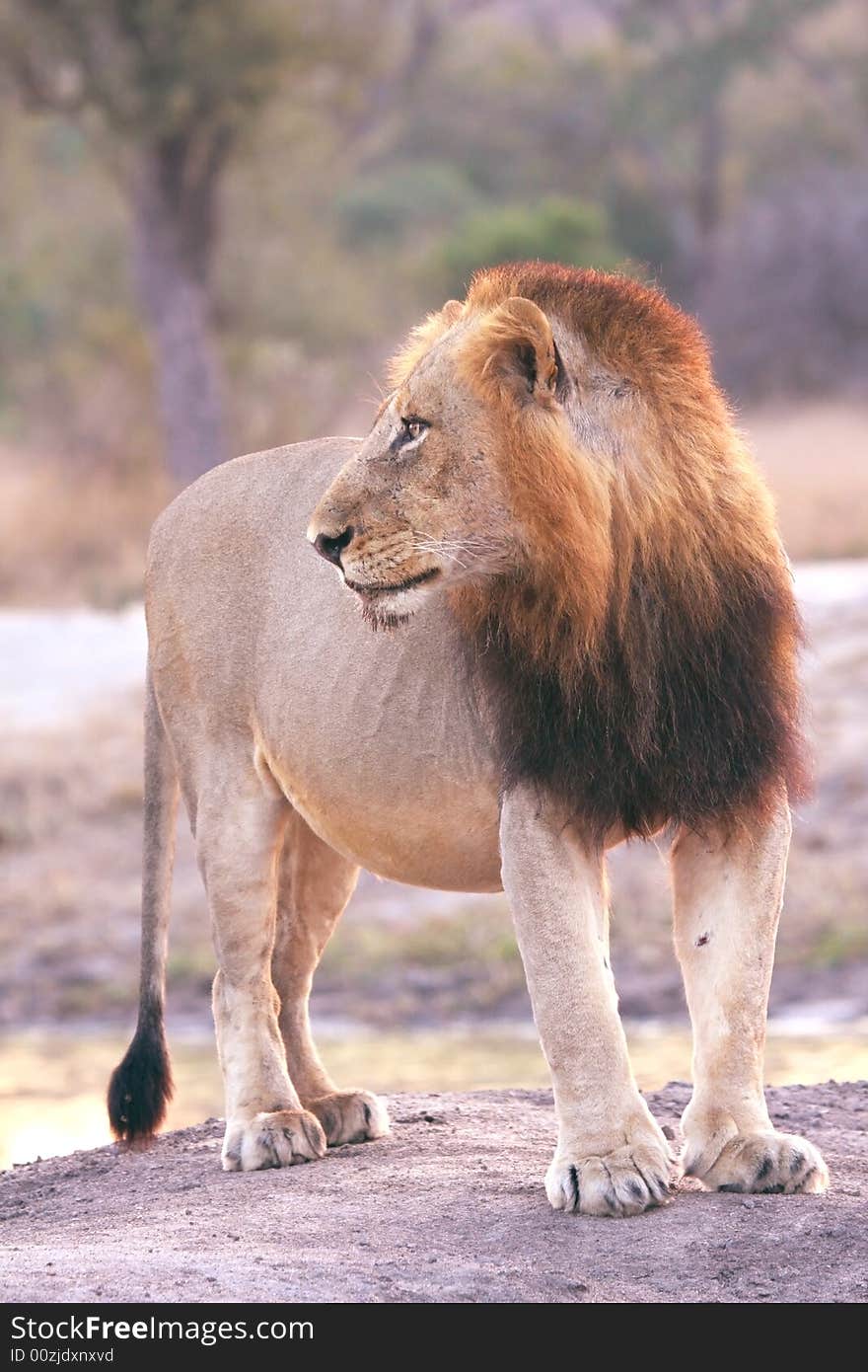 Lion in Sabi Sands Reserve, South Africa