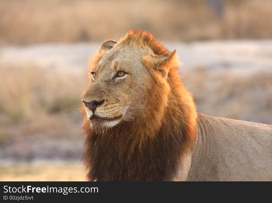 Lion in Sabi Sands Reserve, South Africa