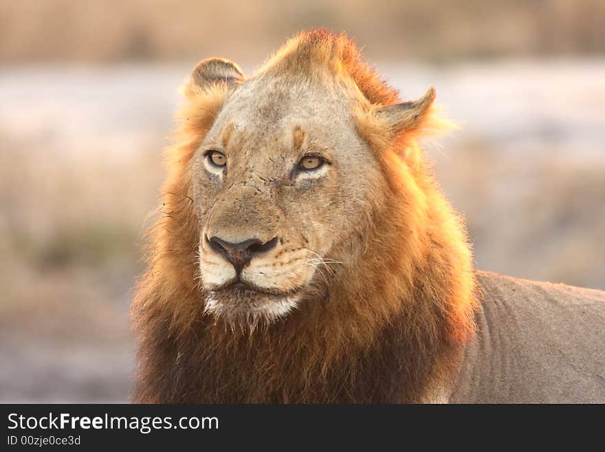 Lion in Sabi Sands Reserve, South Africa