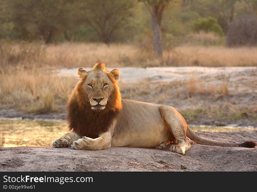 Lion In Sabi Sands