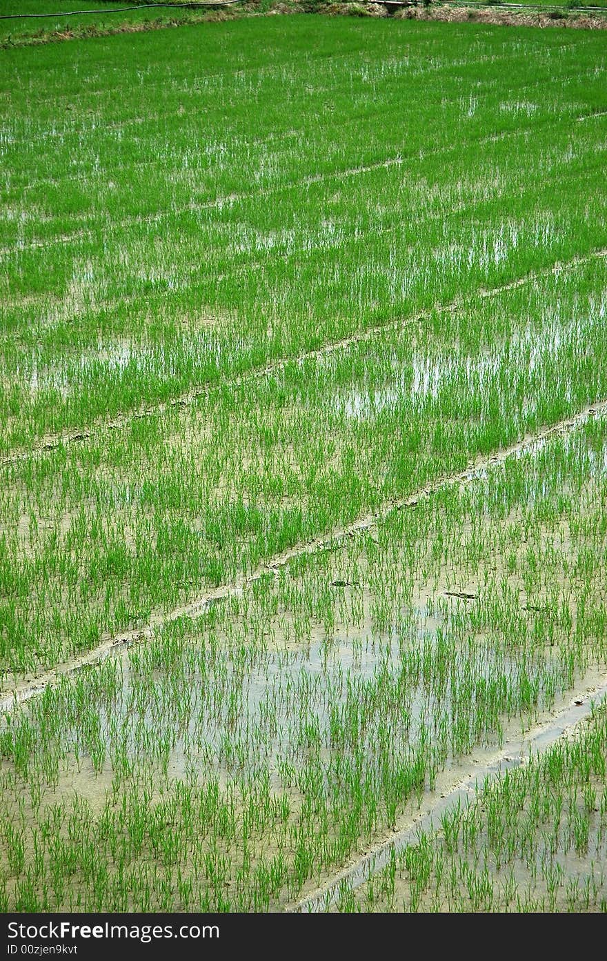 Picturesque summer landscape of countryside. Picturesque summer landscape of countryside