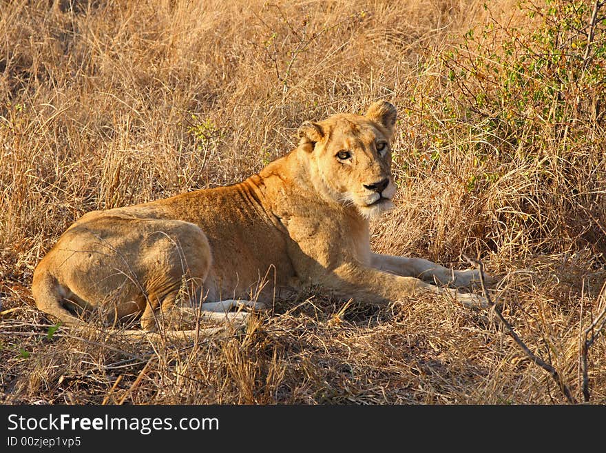 Lioness in Sabi Sands