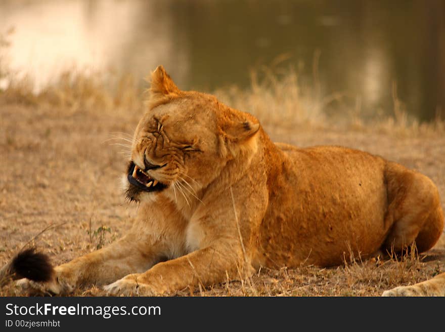 Lioness in Sabi Sands