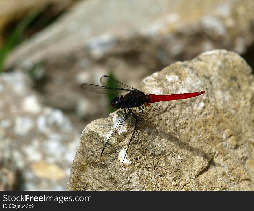 A dragonfly is a type of insect belonging to the order Odonata, the suborder Epiprocta or, in the strict sense, the infraorder Anisoptera. It is characterized by large multifaceted eyes, two pairs of strong, transparent wings, and an elongated body.

Dragonflies typically eat mosquitoes, midges, and other small insects like flies, bees, and butterflies. They are therefore valued as predators, since they help control populations of harmful insects. Dragonflies are usually found around lakes, ponds, streams and wetlands because their larvae, known as nymphs, are aquatic. Dragonflies do not bite or sting humans.