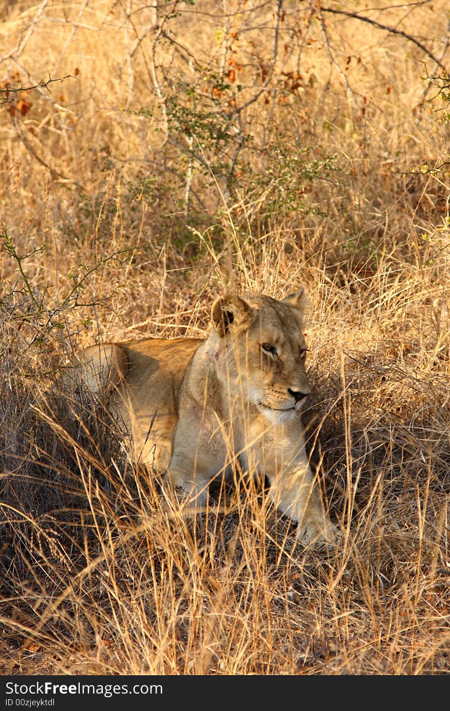 Lioness in Sabi Sands Reserve, South Africa