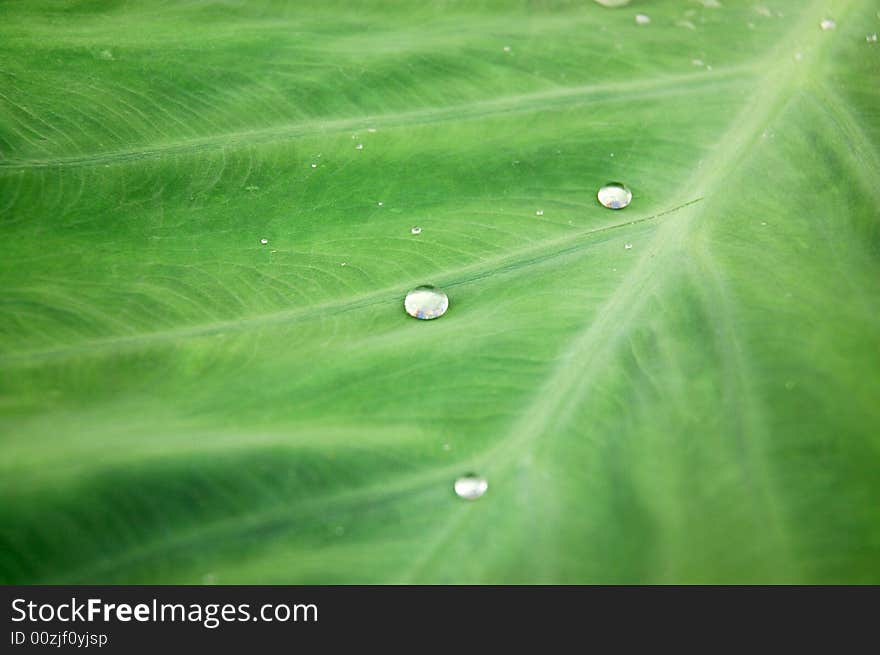 Water droplets dew on green leaf surface