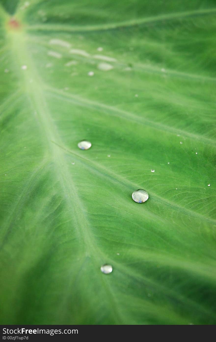 Water droplets dew on green leaf surface