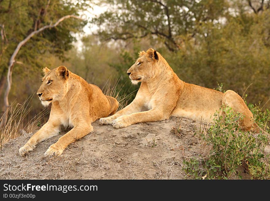 Lioness In Sabi Sands