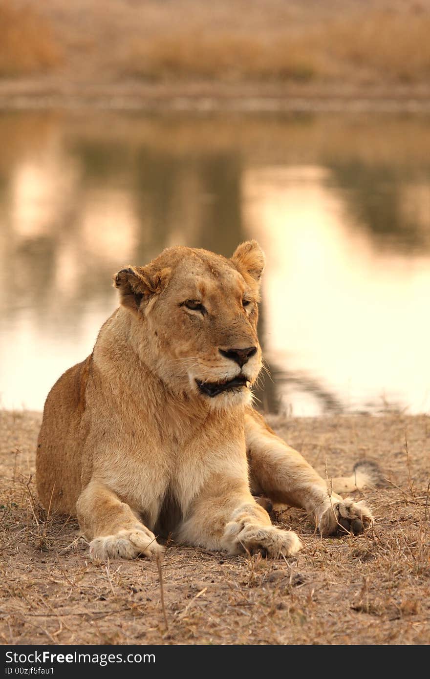 Lioness in Sabi Sands Reserve, South Africa