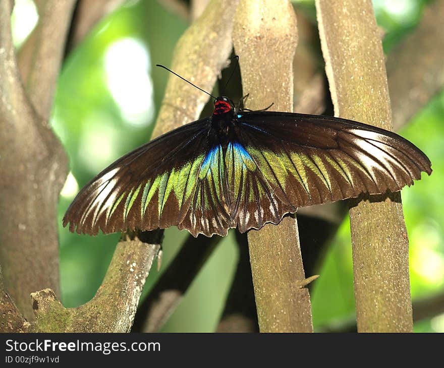 Butterfly hanging on a tree. Butterfly hanging on a tree.