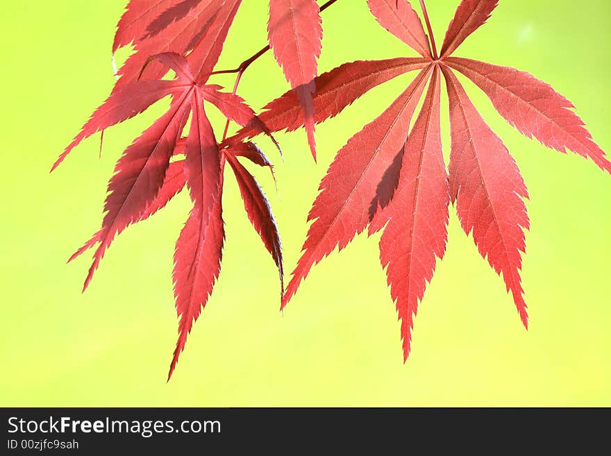 Maple Leaves