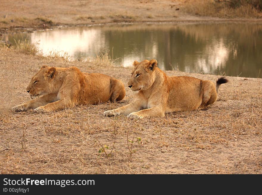 Lioness In Sabi Sands