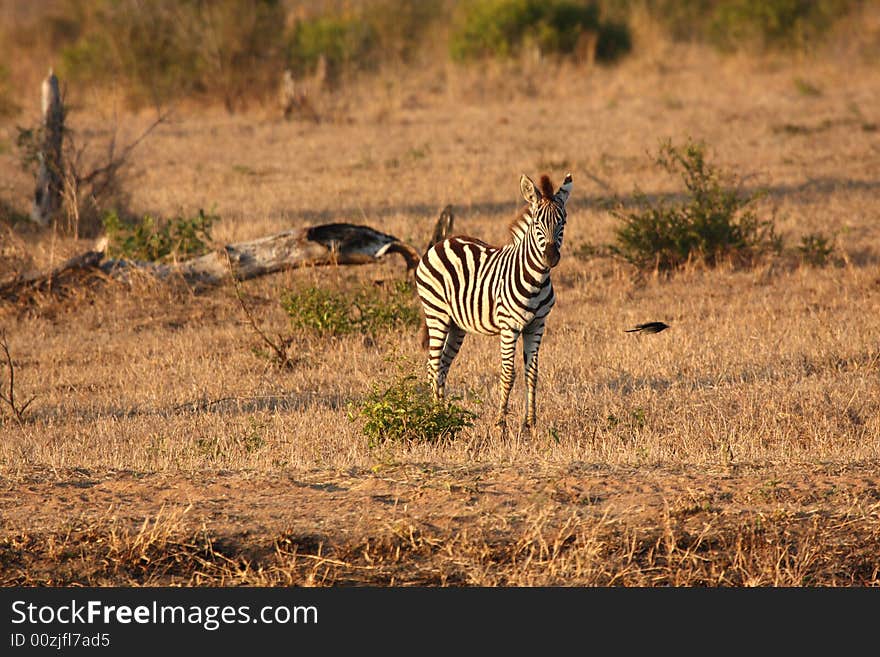 Zebra in Sabi Sands Reserve, South Africa