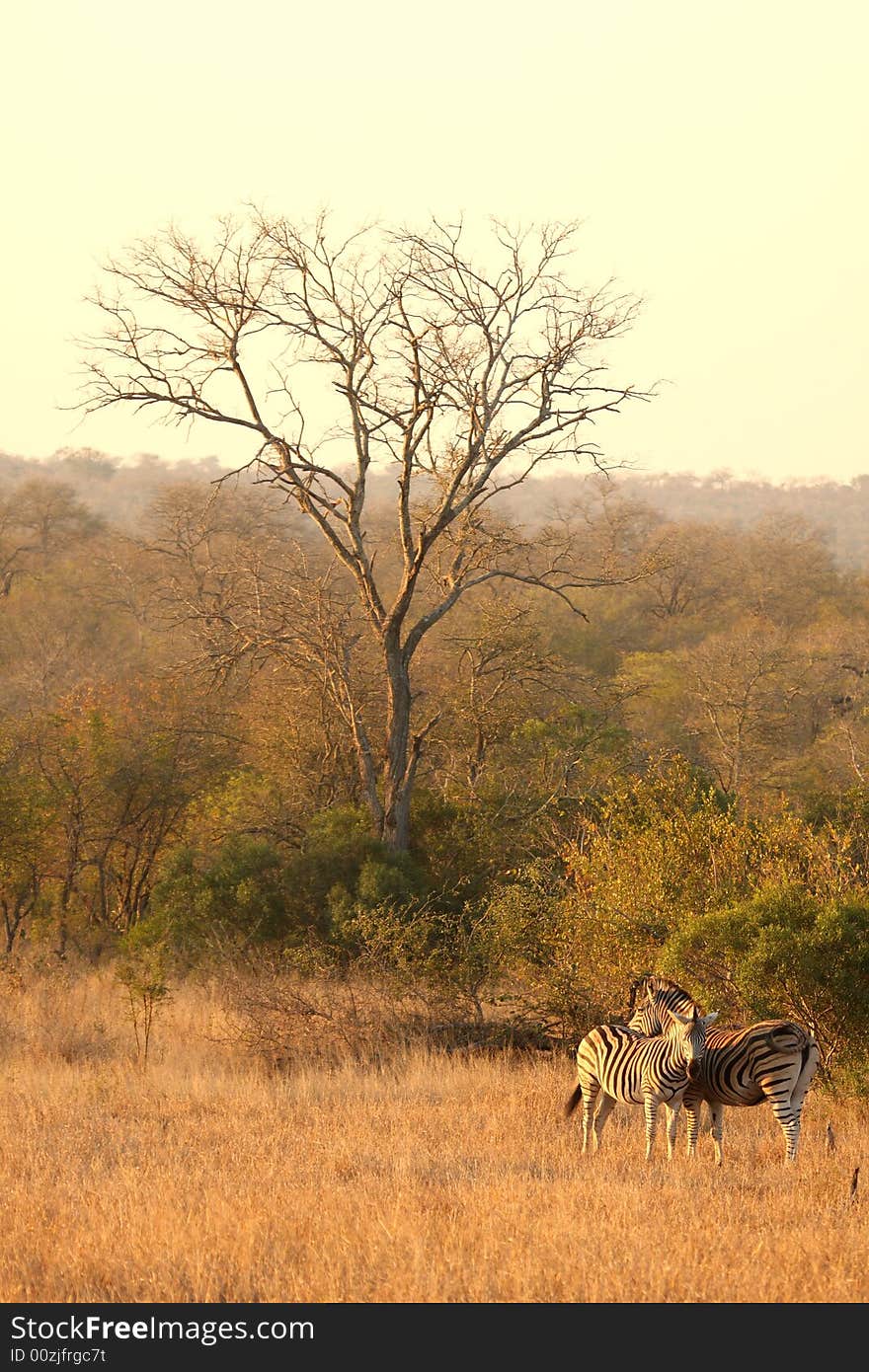 Zebra in Sabi Sands