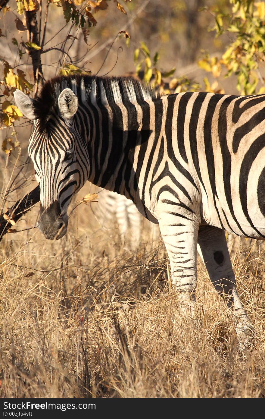 Zebra in Sabi Sands