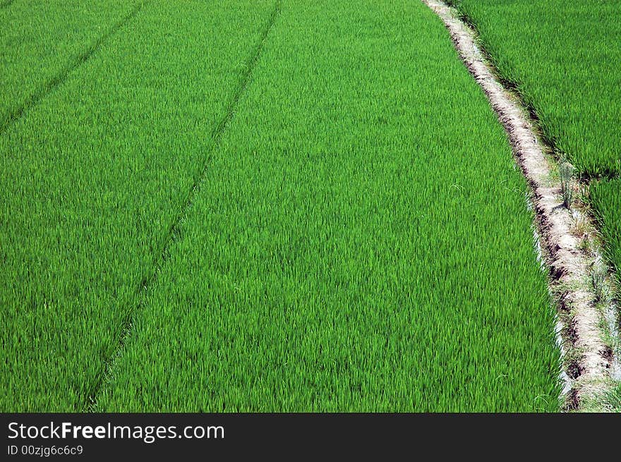 Picturesque summer landscape of countryside. Picturesque summer landscape of countryside