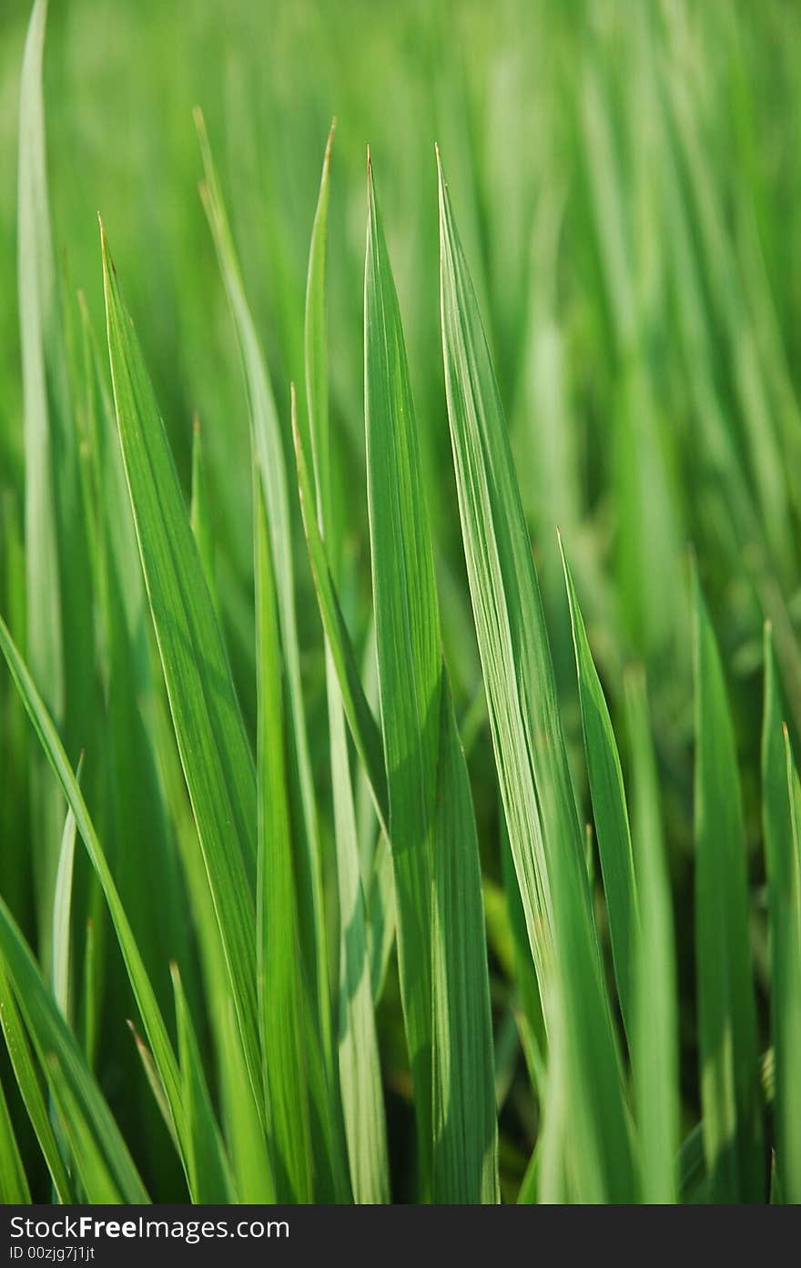 Green grass background with dew drops