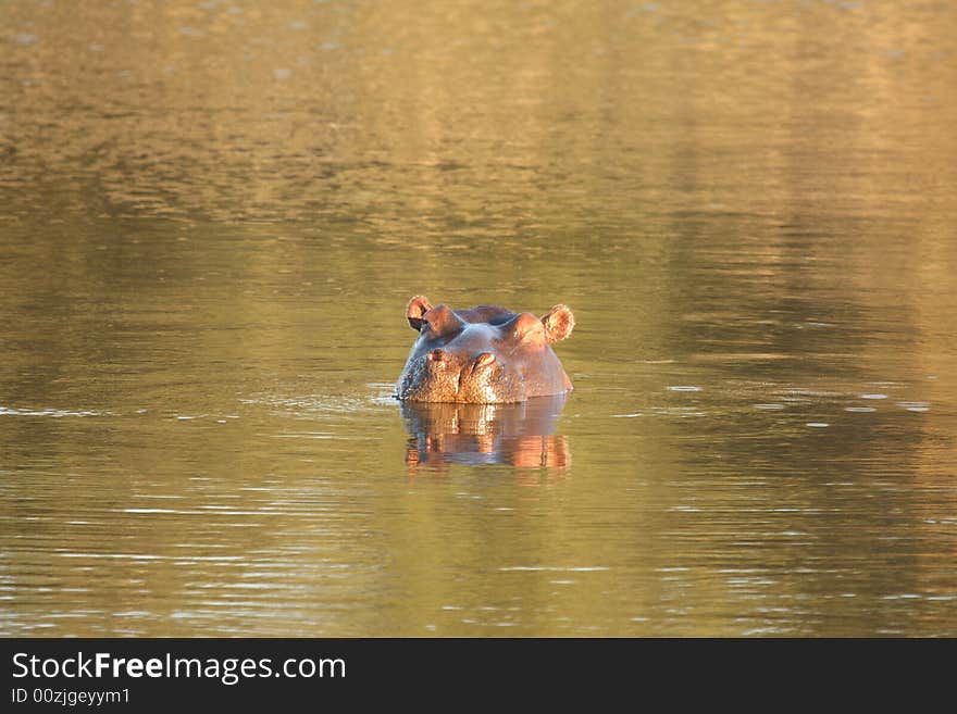 Photograph of a hippo in a dam in Sabi Sands